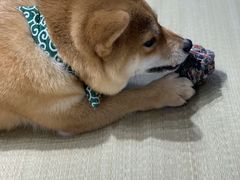 -逗柴咖啡屋·狗咖猫咖宠物桌游