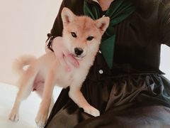-浣熊柯尔鸭土拨鼠·电玩咖