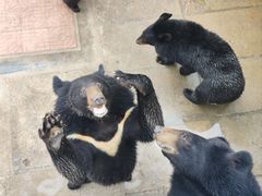 -西霞口神雕山野生动物世界