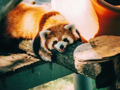 -西霞口神雕山野生动物世界