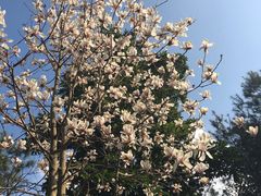 -广州市流溪河国家森林公园