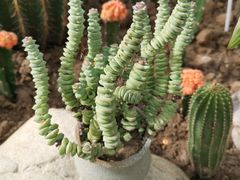 -海上花岛玫瑰园采摘