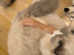 -猫咪派对(江南西店)
