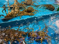 -渔人金景(湛江·渔人码头店)