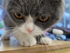 -安安宠医·安宠宠物医院