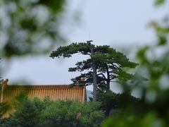 -妙峰山风景名胜区