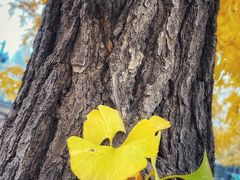 -三里屯东五街银杏大道