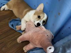 -翊宠yipet猫狗购宠庄园犬舍•猫舍