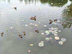 -前关湿地公园