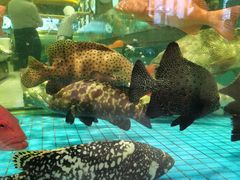 -聚福宝合苑食府(南头镇店)