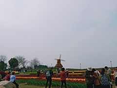 -杭州湾海上花田景区