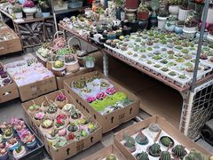 -苏州市皮市街花鸟工艺品市场