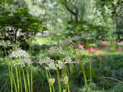 -上海共青森林公园