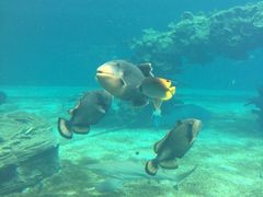 -瑞德姆美人鱼海底演艺主题餐厅(亚龙湾店)