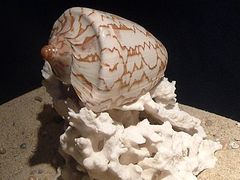 -亚龙湾中心广场·贝壳馆