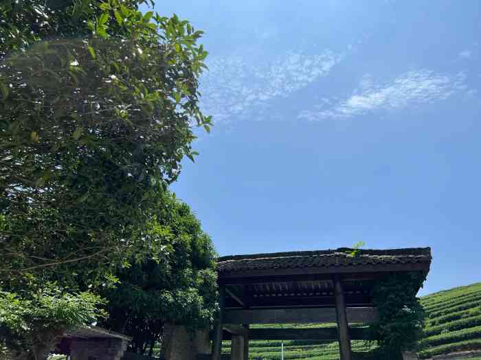 龙坞茶村-"龙坞茶村,在西湖区龙坞镇上城埭村,茶园连.