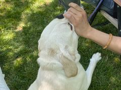 -爪吧宠物乐园 (温榆河示范区店)