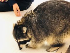 -浣熊柯尔鸭土拨鼠·电玩咖