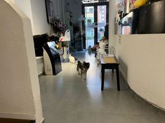-琪喵猫屋·撸猫猫咖·猫舍