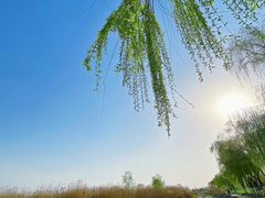 -合肥滨湖国家森林公园