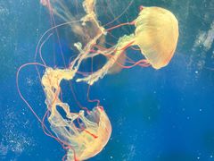 -海合安武汉极地海洋公园