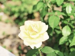 -朝阳公园
