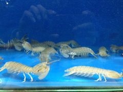 -老码头海鲜烧烤炒菜(广西路店)