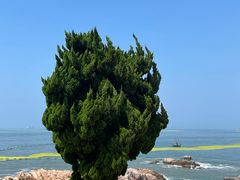 -小麦岛公园