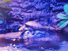 -上海海洋水族馆