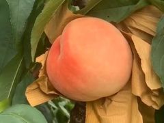 -南汇老顾农家乐采摘大团水蜜桃采摘店