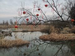 -泗洪洪泽湖湿地景区