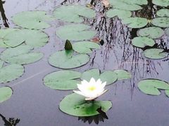 iphone_upload_pic-武清南湖绿博园