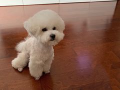 -熊小胖宠物生活馆(天华园店)