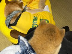 -逗柴咖啡屋·狗咖猫咖宠物桌游