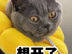 -康成宠物医院24H·CT·核磁共振