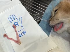 -瑞派名望志远动物医院·猫科·內科·异宠专科(直港大道店)