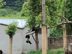 -卧龙中华大熊猫苑神树坪基地