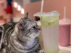 -猫儿山۰猫主题餐厅