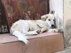 -黟县屏山村