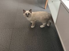 -爱妮康宠物医院·干细胞免疫细胞·肿瘤·心脏(张江店)