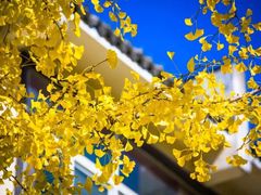 -洛阳白云山景区