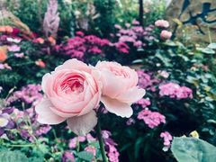 -深圳仙湖植物园
