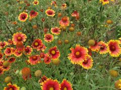 -京味张记卤肉卷(总店)