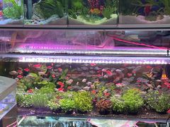 -双季花艺园艺市场(浦东店)