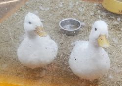 -神奇动物撸宠馆·羊驼·小浣熊·异宠(豫园店)