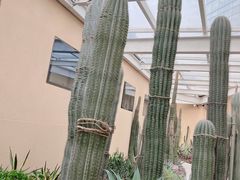 -正佳雨林生态植物园