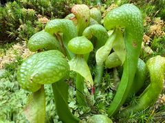-昆明植物园