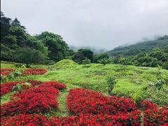 -广州市石门国家森林公园