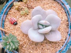 -星巴克(淮安金鹰店)