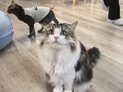 -柴迷FANS CLUB·柴犬狗咖·猫咖